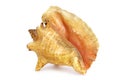 Conch shell. Sea dweller. Magnificent nature Royalty Free Stock Photo