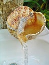 Conch shell sink faucet in Glover`s Atoll, Belize