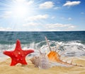 Conch shell with starfish Royalty Free Stock Photo