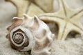 Conch Shell and Starfish on a Beach Royalty Free Stock Photo