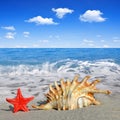 Conch shell with starfish Royalty Free Stock Photo