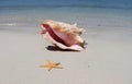Conch shell and starfish on the beach Royalty Free Stock Photo