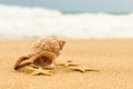 Conch shell and starfish on the beach Royalty Free Stock Photo