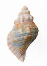 Conch shell, top view Royalty Free Stock Photo