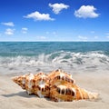 Conch shell Royalty Free Stock Photo