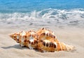 Conch shell Royalty Free Stock Photo