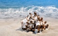 Conch shell Royalty Free Stock Photo