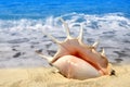 Conch shell Royalty Free Stock Photo