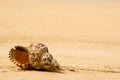 Conch shell on tropical beach (close up) Royalty Free Stock Photo