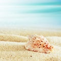 Conch shell on a tropical beach Royalty Free Stock Photo