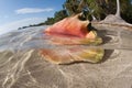 Conch Shell in Water Near Beach Royalty Free Stock Photo