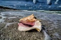 Conch shell with