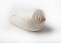 Conch shell on white background