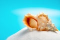 Conch shell on white sand on blue background Royalty Free Stock Photo