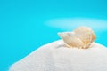 Conch shell on white sand on blue background Royalty Free Stock Photo