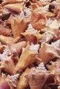 Conch Shells