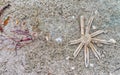 Conch shells in Captiva Island Beach, Sanibel - Florida Royalty Free Stock Photo