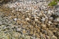 Conch Shells Lagoon Beach Mustique, St Vincent and the Grenadines showing beaches and natural trash