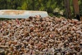 Conch Shells piled on the beach