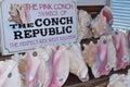 Conch Shells for sale in Key West Florida USA