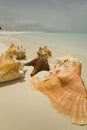 Conch shells and starfish