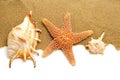 Conch shells and starfish on the sand Royalty Free Stock Photo