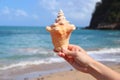 Conch souvenir from the beach