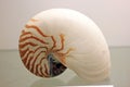 Conch specimen Royalty Free Stock Photo