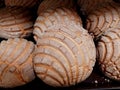 concha pan dulce MÃ©xico sweet bread of Mexico Royalty Free Stock Photo