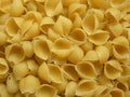 Conchiglie rigate Royalty Free Stock Photo