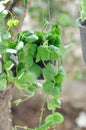 Conchophyllum imbricatum Blume or Ant Plant or Dischidia