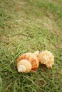 Conchs on background of greengrass at the sea.