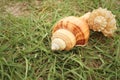 Conchs on background of greengrass at the sea.