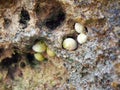 Conchs on Rock