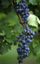 Concord grape close-up