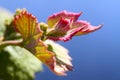 New Concord Grape Leaves Against Bright Blue Sky - Vitis labrusca