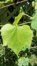 Concord grape leaf