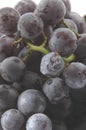 Concord grapes 2