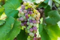 Concord grapes hanging on the vine not yet ready for harvest Royalty Free Stock Photo