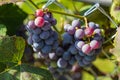 Concord grapes hanging on the vine ready for harvest Royalty Free Stock Photo