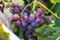 Concord grapes hanging on the vine ready for harvest Royalty Free Stock Photo