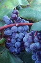 Concord wine grapes