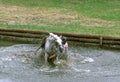 CONCOURS HIPPIQUE PONEY Royalty Free Stock Photo