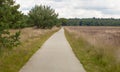 A concrete bicycle way leading thorugh the heathland of the hoge veluwe. Royalty Free Stock Photo