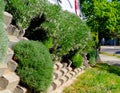 concrete block retaining wall side view with levander and other creeper plants