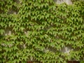 Concrete block wall overgrown with ivy Royalty Free Stock Photo