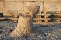 Concrete breakwaters on the seashore.