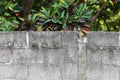 A concrete brick fence next to the house Waiting to be painting and redesigned. The inside is a plant that is grown in the area of Royalty Free Stock Photo