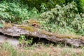 Concrete collapsed construction remains of old military bunker from world war two in the forest Royalty Free Stock Photo