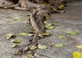 Concrete cover root of Sacred fig tree Royalty Free Stock Photo